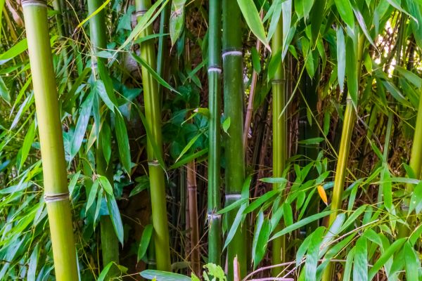 Bamboo Trimming in Oroville