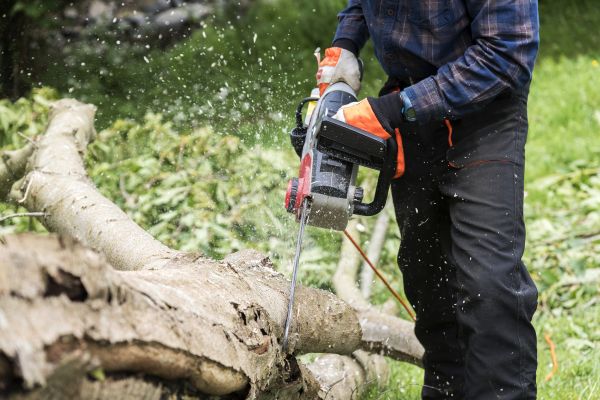 Branch Removal Service in Oroville