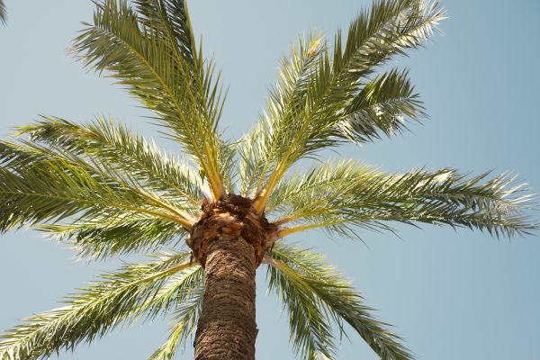 Palm Tree Pruning in Oroville