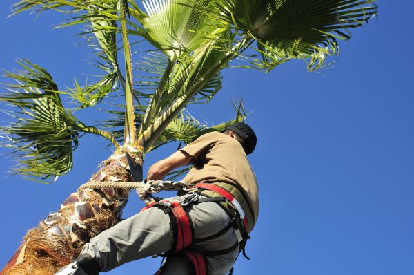 Palm Tree Trimming in Oroville