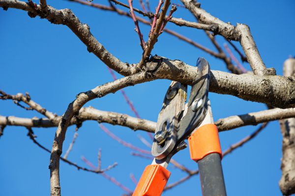 Residential Tree Service in Oroville