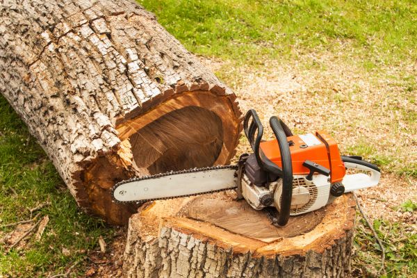 Tree Cutting Service in Oroville