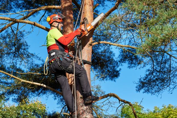 Tree Service in Oroville