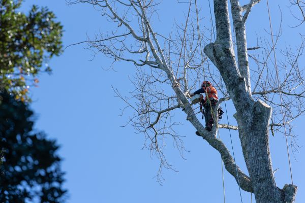 Tree Topping Service in Oroville