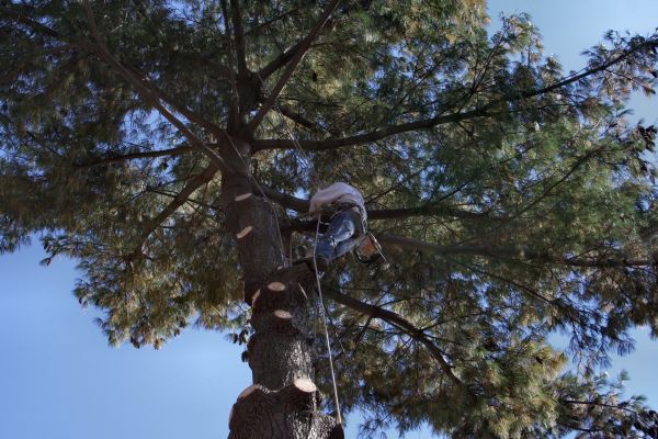 Trimming Service in Oroville
