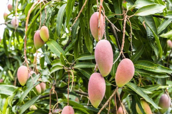Mango Tree Trimming in Oroville