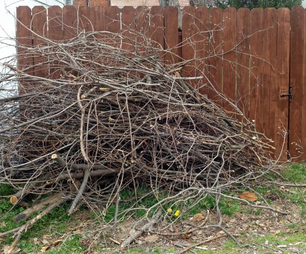 Dead Branch Removal in Oroville