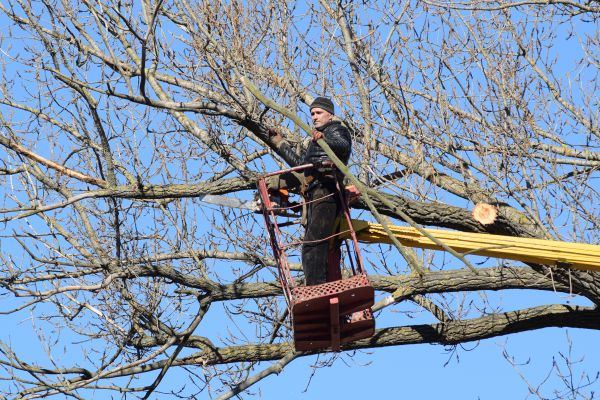 Emergency Tree Trimming in Oroville
