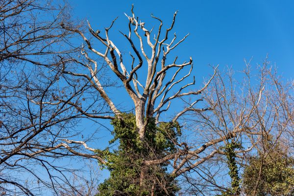 Deadwood Removal in Oroville