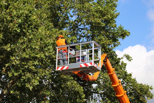 Commercial Tree Service in Oroville