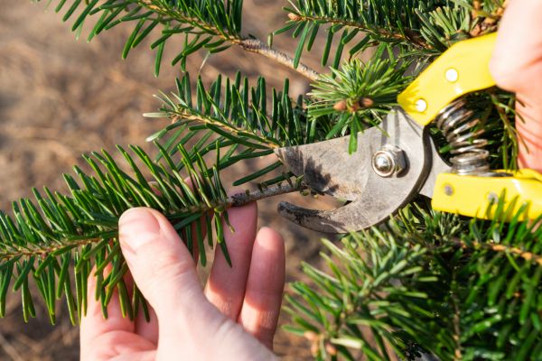 Pine Tree Pruning in Oroville