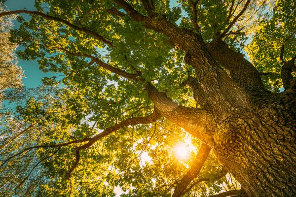 Oak Tree Pruning in Oroville