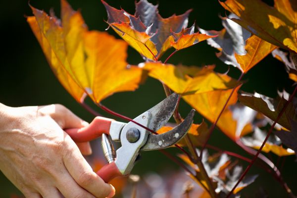 Maple Tree Pruning in Oroville