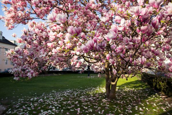 Magnolia Tree Pruning in Oroville