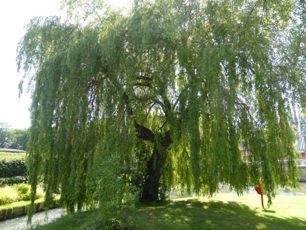 Willow Tree Trimming in Oroville