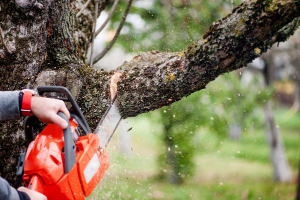 Tree Limbs Removal in Oroville