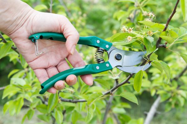Pear Tree Pruning in Oroville