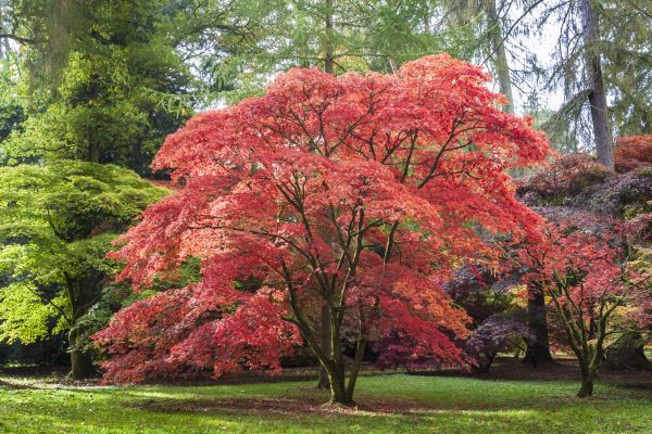 Japanese Maple Pruning in Oroville