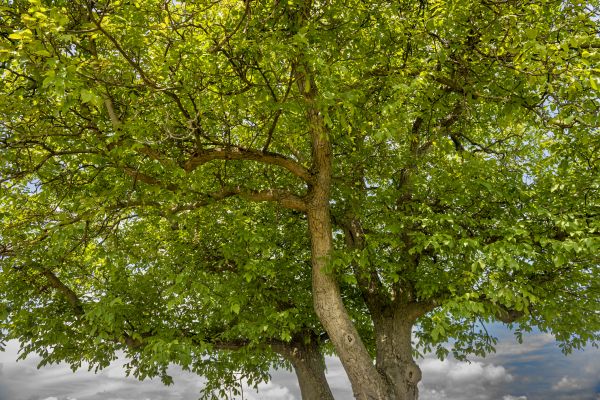Walnut Tree Trimming in Oroville
