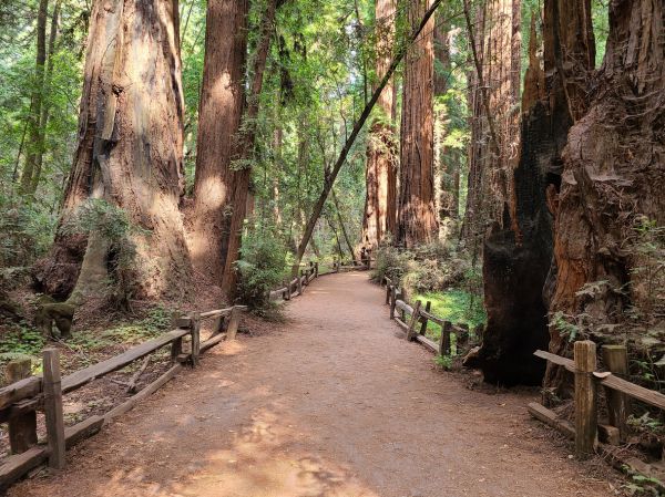 Redwood Tree Pruning in Oroville