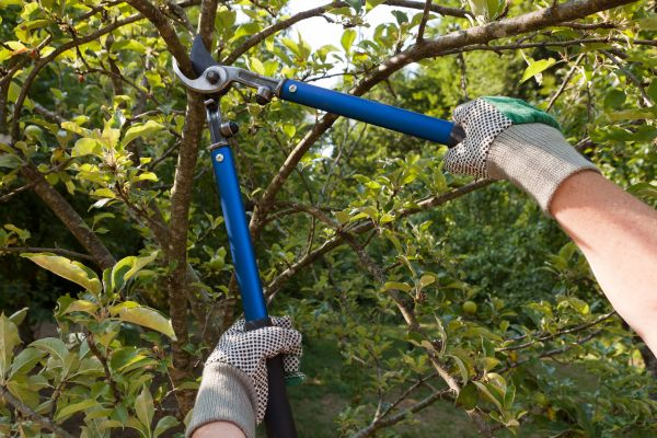 Residential Tree Pruning in Oroville