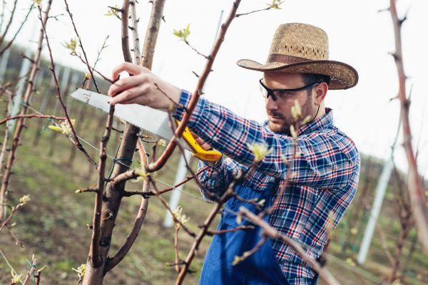 Orchard Tree Pruning in Oroville