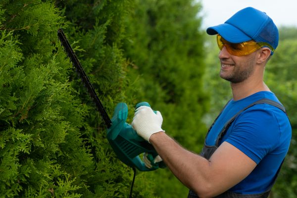 Tree Shaping Service in Oroville