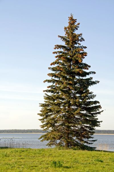 Spruce Tree Pruning in Oroville