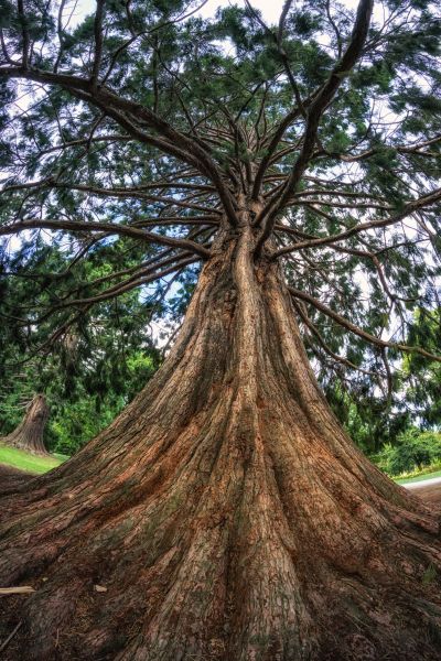 Cedar Tree Pruning in Oroville