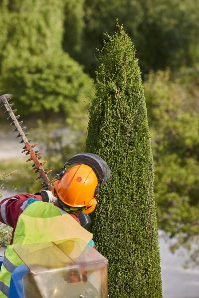 Cypress Tree Trimming in Oroville