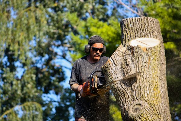 Ash Tree Pruning in Oroville
