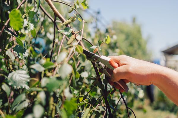 Birch Tree Pruning in Oroville