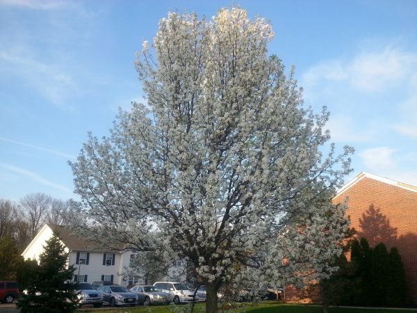 Bradford Pear Tree Pruning in Oroville