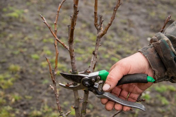 Pear Trees Pruning in Oroville