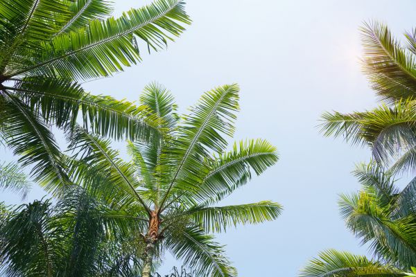 Queen Palm Tree Trimming in Oroville