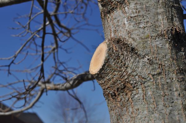 Limb Pruning in Oroville