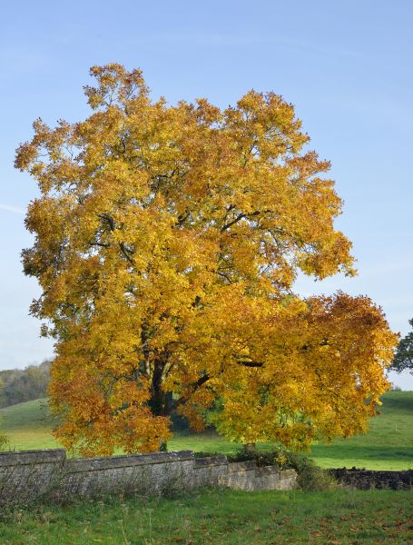 Hickory Tree Trimming in Oroville