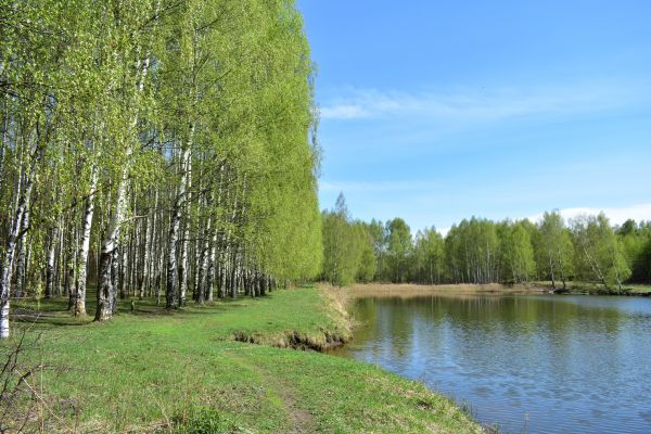 River Birch Pruning in Oroville
