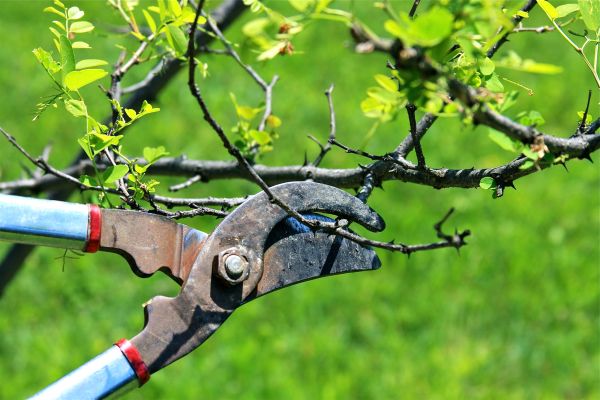 Branches Pruning in Oroville
