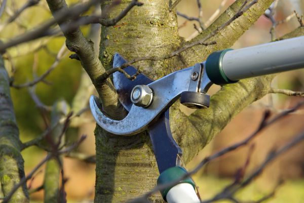 Tree Limb Trimming Service in Oroville