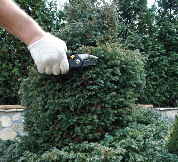 Ornamental Tree Trimming in Oroville