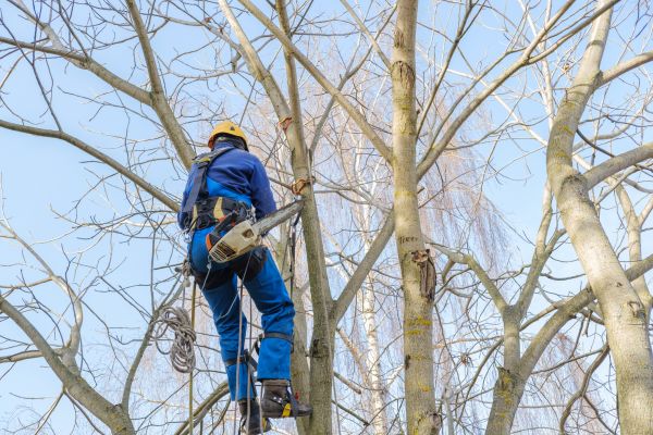 Large Tree Trimming in Oroville