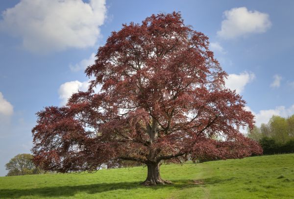 Beech Tree Pruning in Oroville