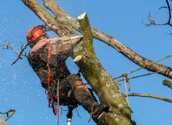 Tree Trimming Service in Oroville