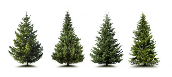 Cost of Pine Tree Trimming in Oroville