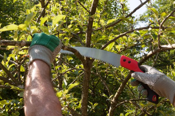 Apple Tree Trimming in Oroville