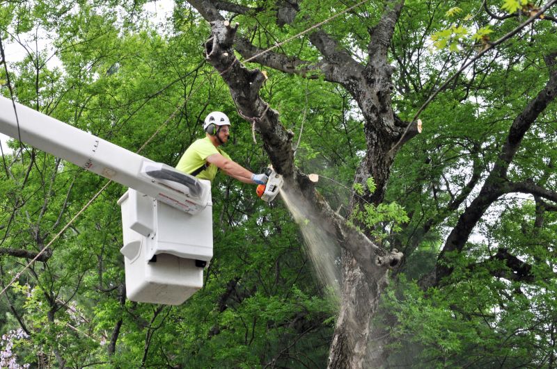 Healthy Tree Maintenance